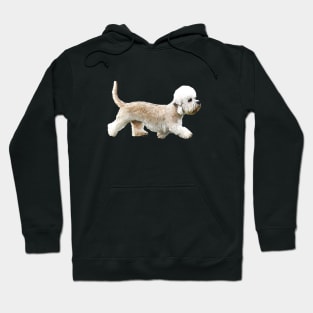 Dandie Dinmont terrier Hoodie